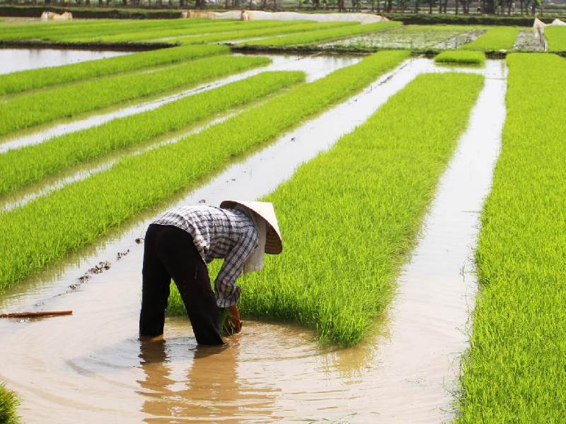 China seawater rice vs india agriculture future
