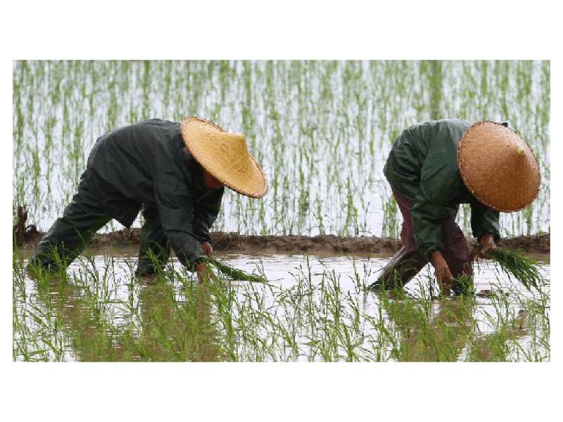 China seawater rice vs india agriculture future
